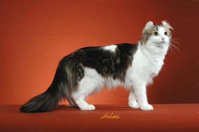 Picture_-_Helmi_Flick_1abg.jpg