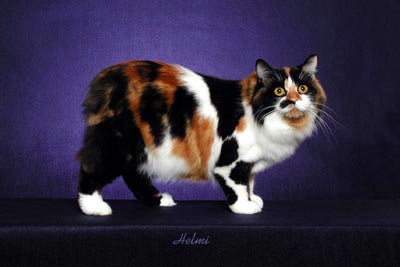 Picture_-_Helmi_Flick_2bbg.jpg