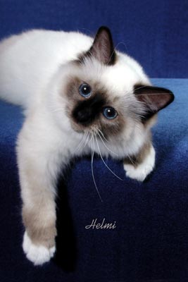 Picture_-_Helmi_Flick_2cbg.jpg