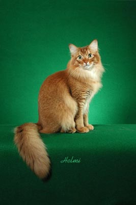 Picture_-_Helmi_Flick_3abg.jpg