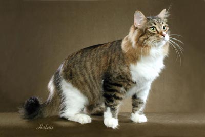 Picture_-_Helmi_Flick_5abg.jpg