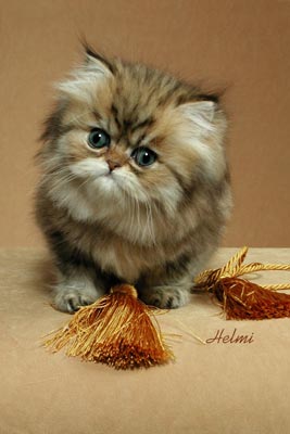 Picture_-_Helmi_Flick_5ebg.jpg