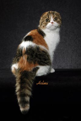 Picture_-_Helmi_Flick_7abg.jpg