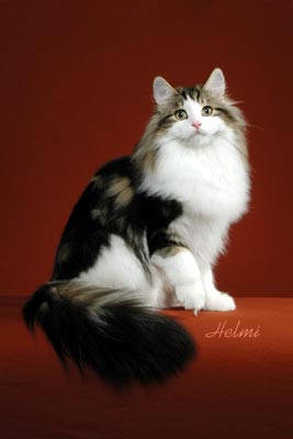 Picture_-_Helmi_Flick_8abg.jpg