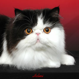 Picture_-_Helmi_Flick_8dbg.jpg