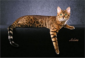 Picture_-_Helmi_Flick_bengal1.jpg