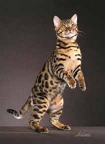 Picture_-_Helmi_Flick_bengal4.jpg
