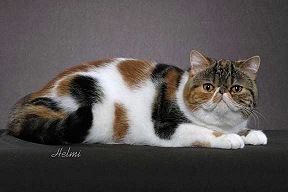 Picture_-_Helmi_Flick_blackclassictorbiewhite.jpg