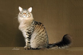 Picture_-_Helmi_Flick_blackmacktabby.jpg