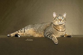 Picture_-_Helmi_Flick_blackmacktabby3.jpg