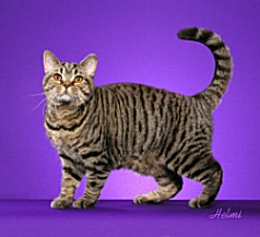 Picture_-_Helmi_Flick_blackmactabby.jpg