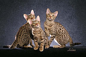 Picture_-_Helmi_Flick_blackspottedtabby.jpg