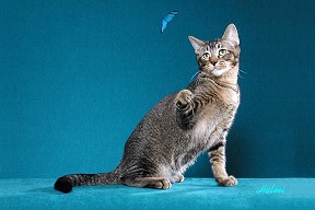 Picture_-_Helmi_Flick_blacktickedtabby.jpg