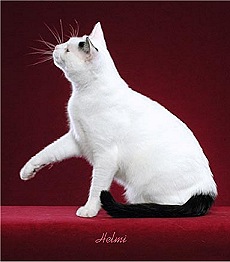 Picture_-_Helmi_Flick_blackwhitevvan.jpg