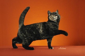 Picture_-_Helmi_Flick_blktortie.jpg