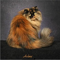 Picture_-_Helmi_Flick_blktortie4.jpg