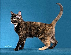 Picture_-_Helmi_Flick_blktortie5.jpg