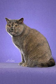Picture_-_Helmi_Flick_bluecreamtortie.jpg