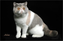 Picture_-_Helmi_Flick_bluecreamwhite.jpg