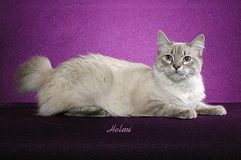 Picture_-_Helmi_Flick_bluelynxpoint2.jpg