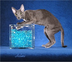 Picture_-_Helmi_Flick_bluesolid2.jpg