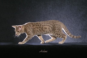 Picture_-_Helmi_Flick_bluespottedtabby.jpg