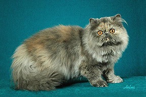 Picture_-_Helmi_Flick_bluetortie.jpg