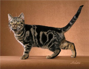 Picture_-_Helmi_Flick_brclassictabby2.jpg
