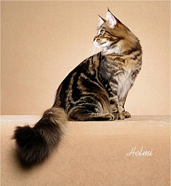 Picture_-_Helmi_Flick_brclassictabby3.jpg