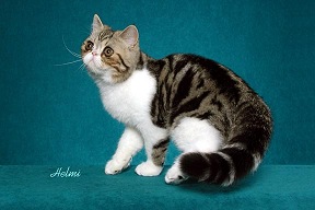 Picture_-_Helmi_Flick_brownclassictabbywhite.jpg