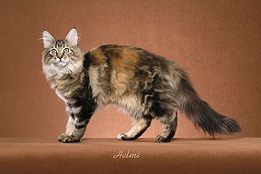 Picture_-_Helmi_Flick_brownclassictorbie.jpg