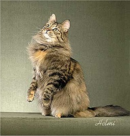 Picture_-_Helmi_Flick_brownmackeraltorbie.jpg