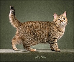 Picture_-_Helmi_Flick_brownmackeraltorbie2.jpg