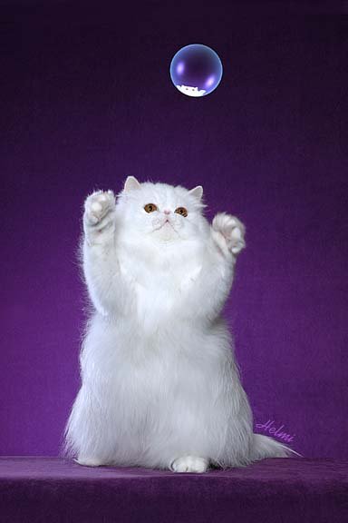 Picture_-_Helmi_Flick_bubble.jpg