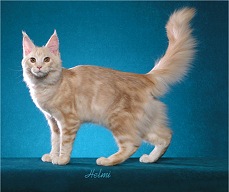 Picture_-_Helmi_Flick_creamclassictabby.jpg