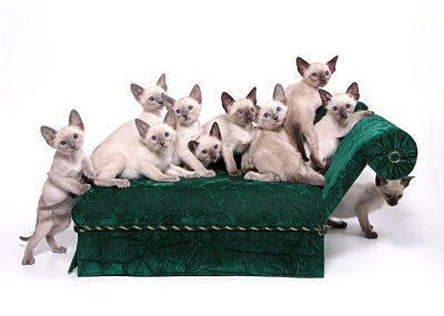 Picture_-_Helmi_Flick_full_couch.jpg