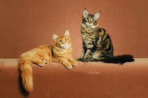 Picture_-_Helmi_Flick_redbrownclassictabbies.jpg