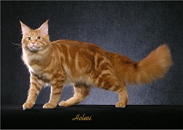 Picture_-_Helmi_Flick_redclassictabby.jpg
