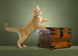 Picture_-_Helmi_Flick_redmacktabby.jpg