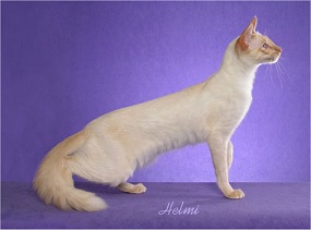 Picture_-_Helmi_Flick_redpoint.jpg
