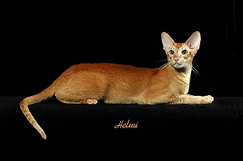 Picture_-_Helmi_Flick_redtickedtabby.jpg