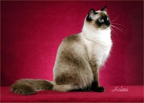 Picture_-_Helmi_Flick_sealpoint.jpg