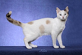 Picture_-_Helmi_Flick_sealtortiepointwhite.jpg