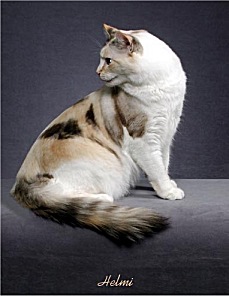 Picture_-_Helmi_Flick_sealtortiepointwhite2.jpg