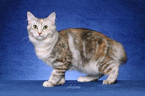 Picture_-_Helmi_Flick_silverclassictorbie.jpg