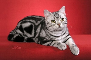 Picture_-_Helmi_Flick_silvertabby.jpg