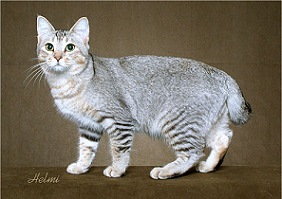 Picture_-_Helmi_Flick_silvertickedtab.jpg