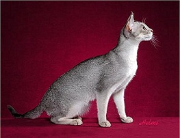 Picture_-_Helmi_Flick_silvertickedtab2.jpg