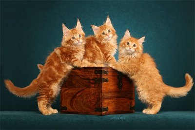 Picture_-_Helmi_Flick_three_reds.jpg